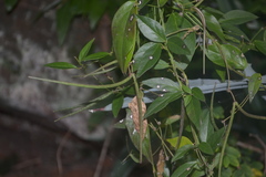 Ceropegia candelabrum var. biflora